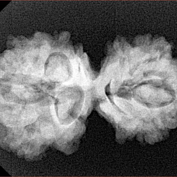 10 Mukhi Mini Trijuti 31.8mm 4.67gm - Xray