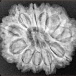 11 Mukhi Rudraksha 28mm 5.51gm - Xray