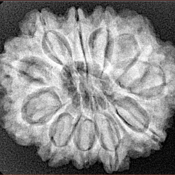 11 Mukhi Rudraksha 28mm 5.51gm - Xray