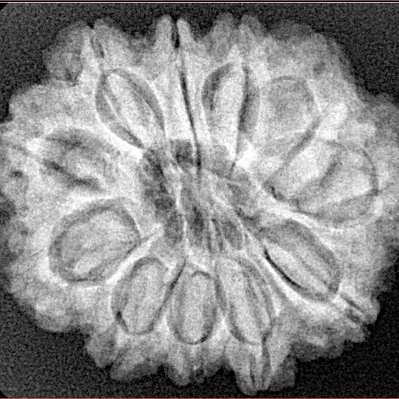 11 Mukhi Rudraksha 28mm 5.51gm - Xray