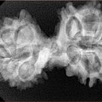 13 Mukhi Mini Trijuti 35mm 5.62gm - Xray