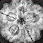 5 Mukhi Rudraksha 29.4mm 8gm - Xray