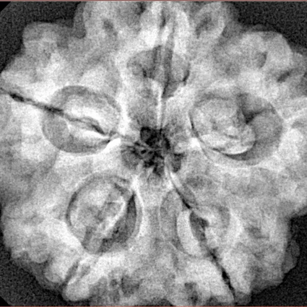 5 Mukhi Rudraksha 29.4mm 8gm - Xray