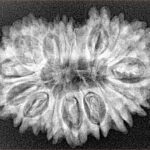 18 Mukhi Rudraksha 30.7mm 4.37gm - Xray