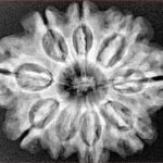 9 Mukhi Rudraksha 29mm 5.56gm - Xray