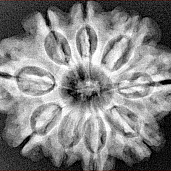 9 Mukhi Rudraksha 29mm 5.56gm - Xray