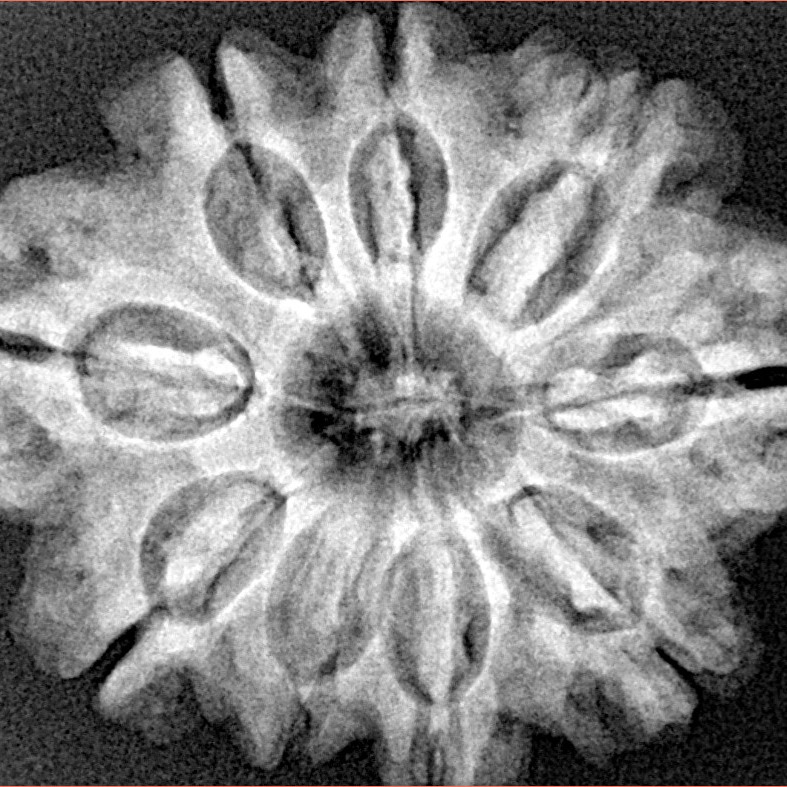 9 Mukhi Rudraksha 29mm 5.56gm - Xray