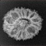 14 Mukhi Rudraksha 22.6mm 2.13gm - Xray