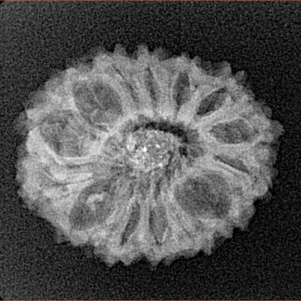 14 Mukhi Rudraksha 22.6mm 2.13gm - Xray