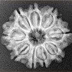 9 Mukhi Rudraksha 23.7mm 3.34gm - Xray