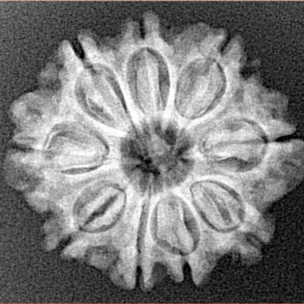 9 Mukhi Rudraksha 23.7mm 3.34gm - Xray