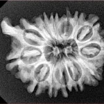 13 Mukhi Ganesh 25.7mm 3.89gm - Xray