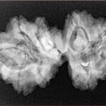 9 Mukhi Mini Trijuti 32mm 5gm - Xray