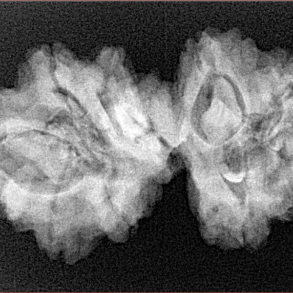 9 Mukhi Mini Trijuti 32mm 5gm - Xray