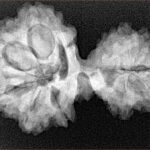 13 Mukhi Mini Trijuti 30.9mm 5.15gm - Xray