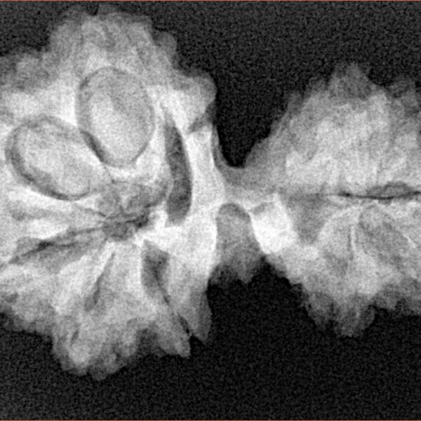 13 Mukhi Mini Trijuti 30.9mm 5.15gm - Xray