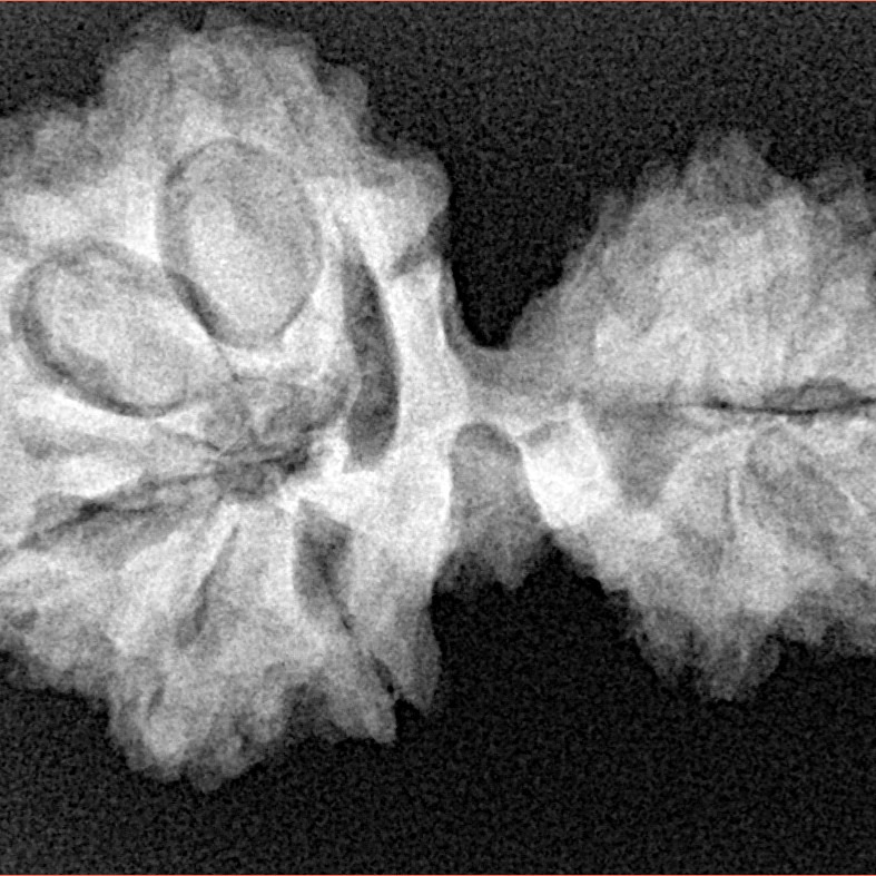 13 Mukhi Mini Trijuti 30.9mm 5.15gm - Xray