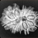 10 Mk Gaurishankar 26.5mm 4gm - Xray