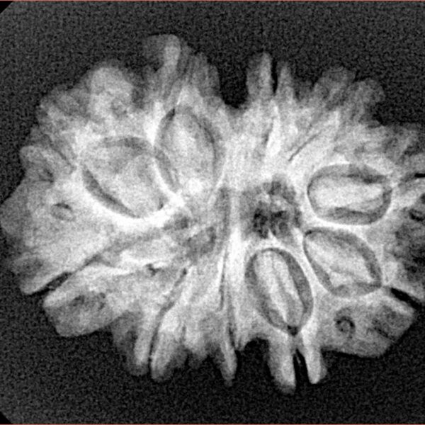 10 Mk Gaurishankar 26.5mm 4gm - Xray