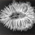 19 Mukhi Rudraksha 27.8mm 4.32gm - Xray