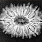14 Mukhi Rudraksha 26.2mm 3.93gm - Xray
