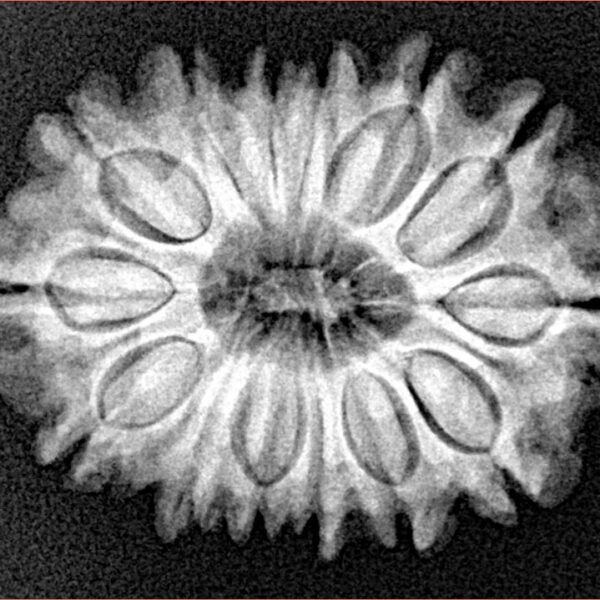 14 Mukhi Rudraksha 26.2mm 3.93gm - Xray