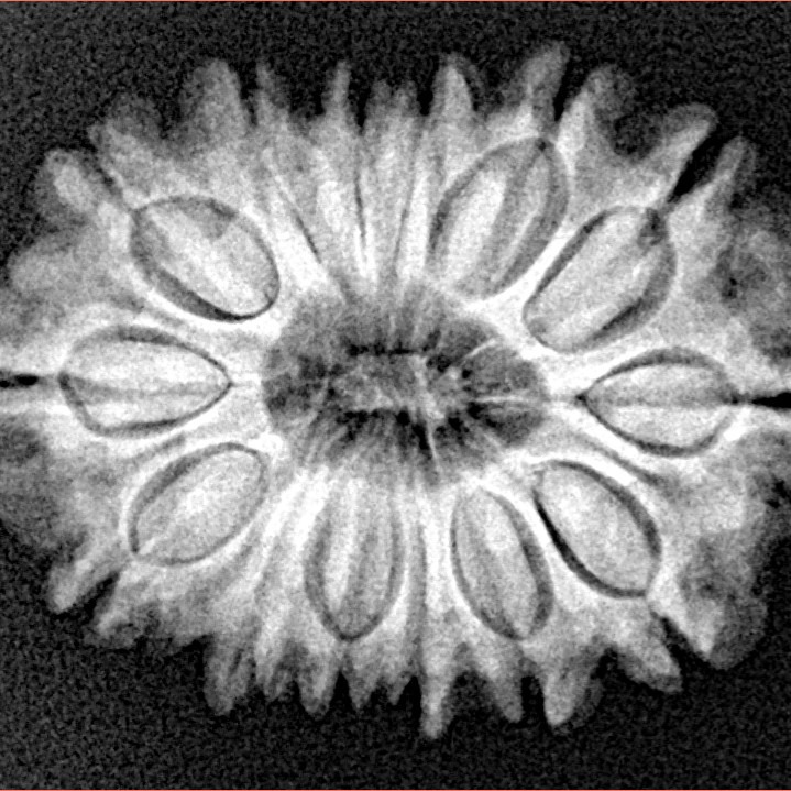 14 Mukhi Rudraksha 26.2mm 3.93gm - Xray