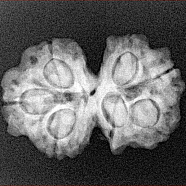 7 MK Gaurishankar 24.7mm 3.12gm - Xray
