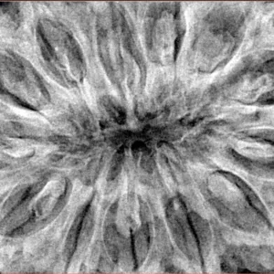 13 Mukhi Rudraksha 41.4mm 13gm - Xray