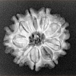 9 Mukhi Rudraksha 23.1mm 3.26gm - Xray