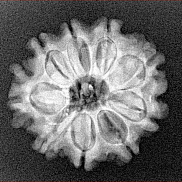 9 Mukhi Rudraksha 23.1mm 3.26gm - Xray
