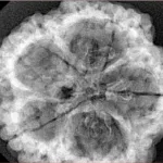 5 Mukhi Rudraksha 30.4mm 7.36gm - Xray