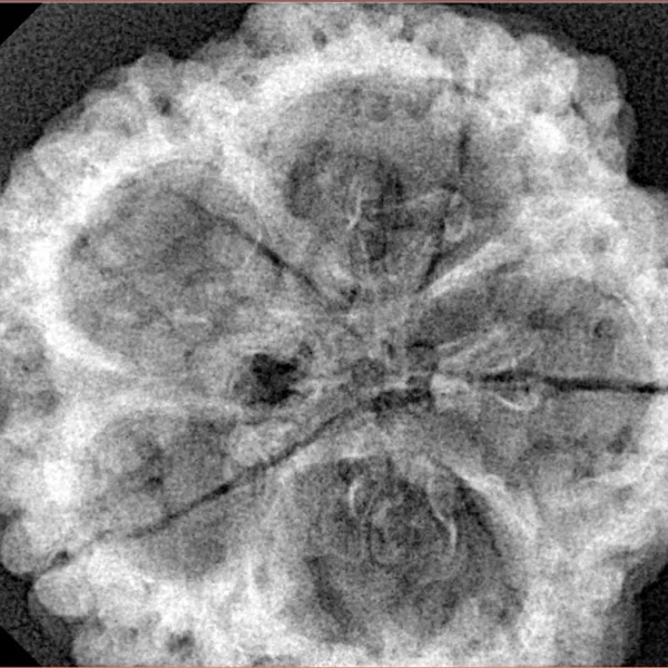 5 Mukhi Rudraksha 30.4mm 7.36gm - Xray