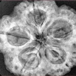 5 Mukhi Rudraksha 30mm 8.14gm - Xray