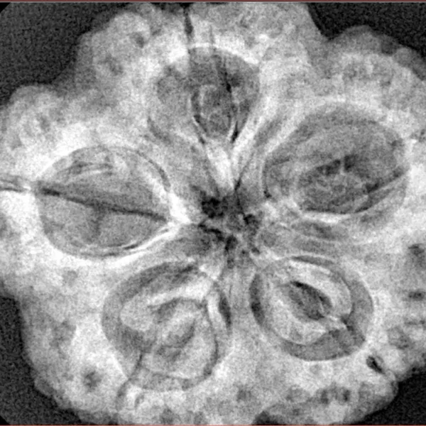 5 Mukhi Rudraksha 30mm 8.14gm - Xray
