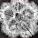 5 Mukhi Rudraksha 30mm 8.89gm - Xray