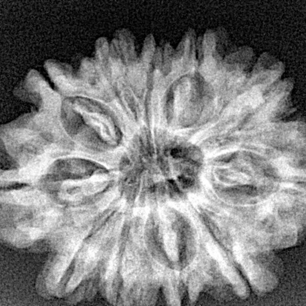 11 Mukhi Rudraksha 28.4mm 4.78gm - Xray