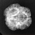 3 Mukhi Rudraksha 25.7mm 3.13gm - Xray