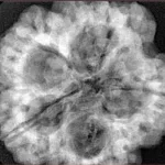 5 Mukhi Rudraksha 30.2mm 8.92gm - Xray