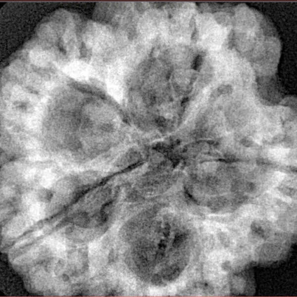 5 Mukhi Rudraksha 30.2mm 8.92gm - Xray