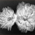 10 Mk Gaurishankar 31.3mm 5.83gm - Xray