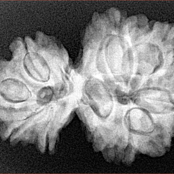 10 Mk Gaurishankar 31.3mm 5.83gm - Xray