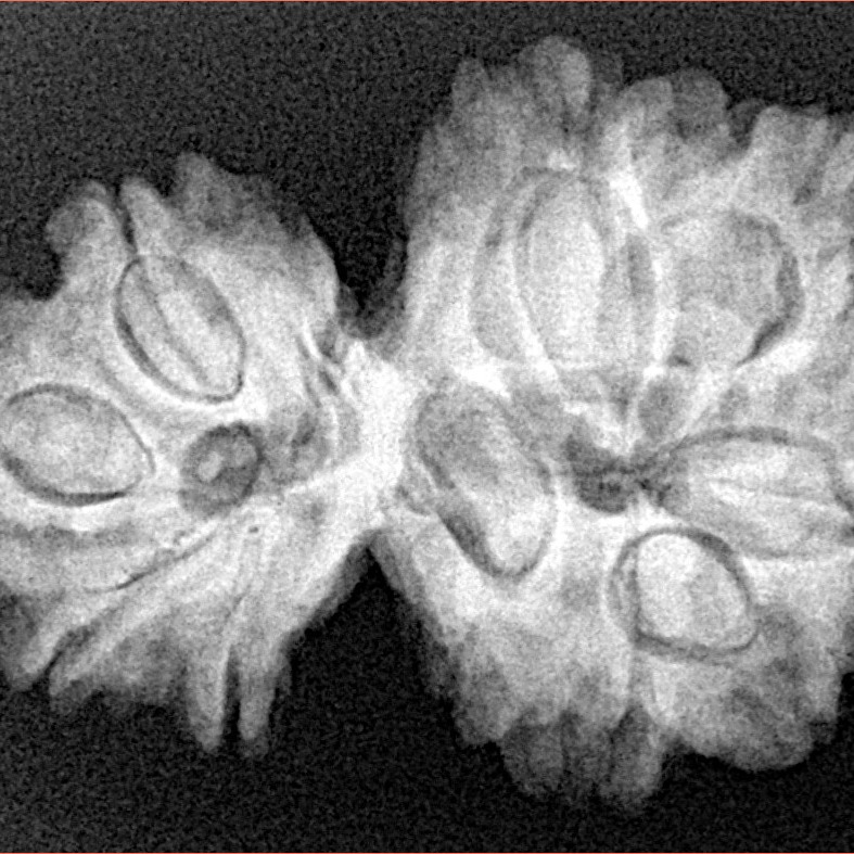 10 Mk Gaurishankar 31.3mm 5.83gm - Xray