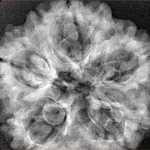 5 Mukhi Rudraksha 29.5mm 6.92gm - Xray