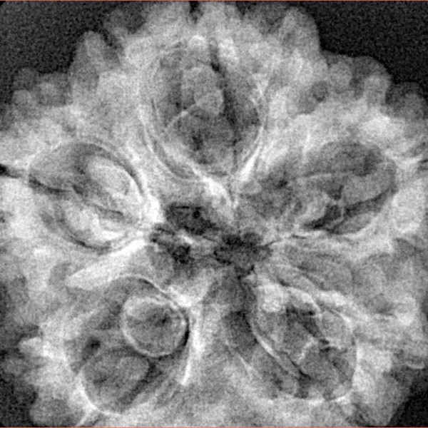 5 Mukhi Rudraksha 29.5mm 6.92gm - Xray