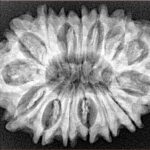 15 Mukhi Rudraksha 32mm 5.74gm - Xray