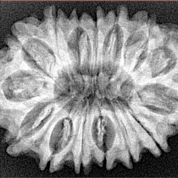15 Mukhi Rudraksha 32mm 5.74gm - Xray