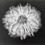 9 Mukhi Rudraksha 22.7mm 3.26gm - Xray