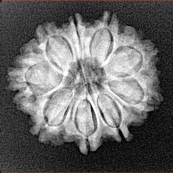 9 Mukhi Rudraksha 22.7mm 3.26gm - Xray