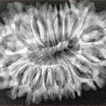 16 Mukhi Rudraksha 33.2mm 5.29gm - Xray